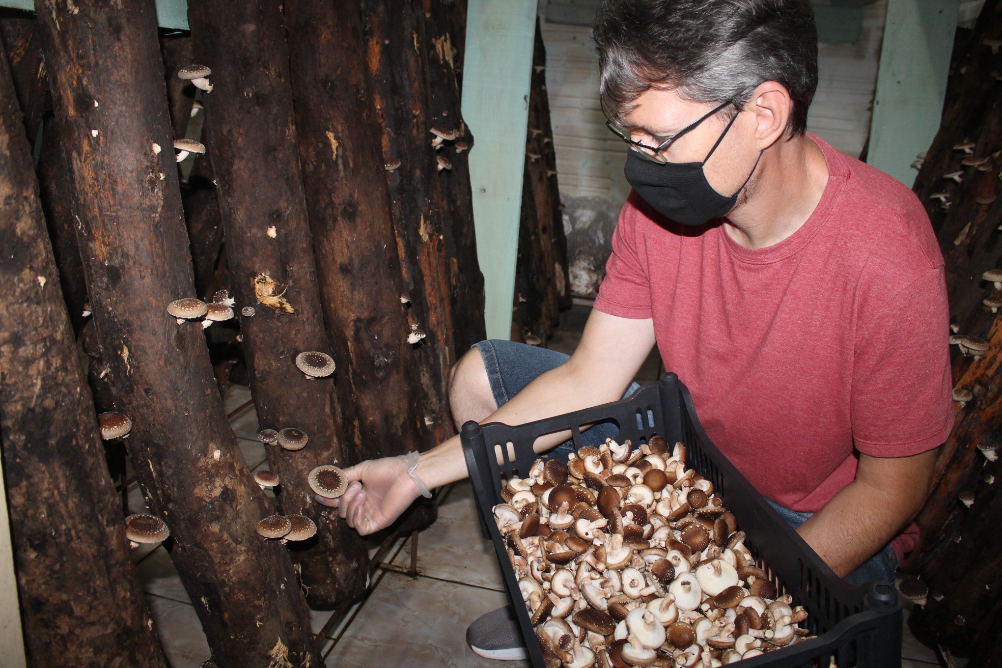 COMO FUNCIONA? COGUMELOS SHITAKE EM TORAS - LOCAL DE CULTIVO 