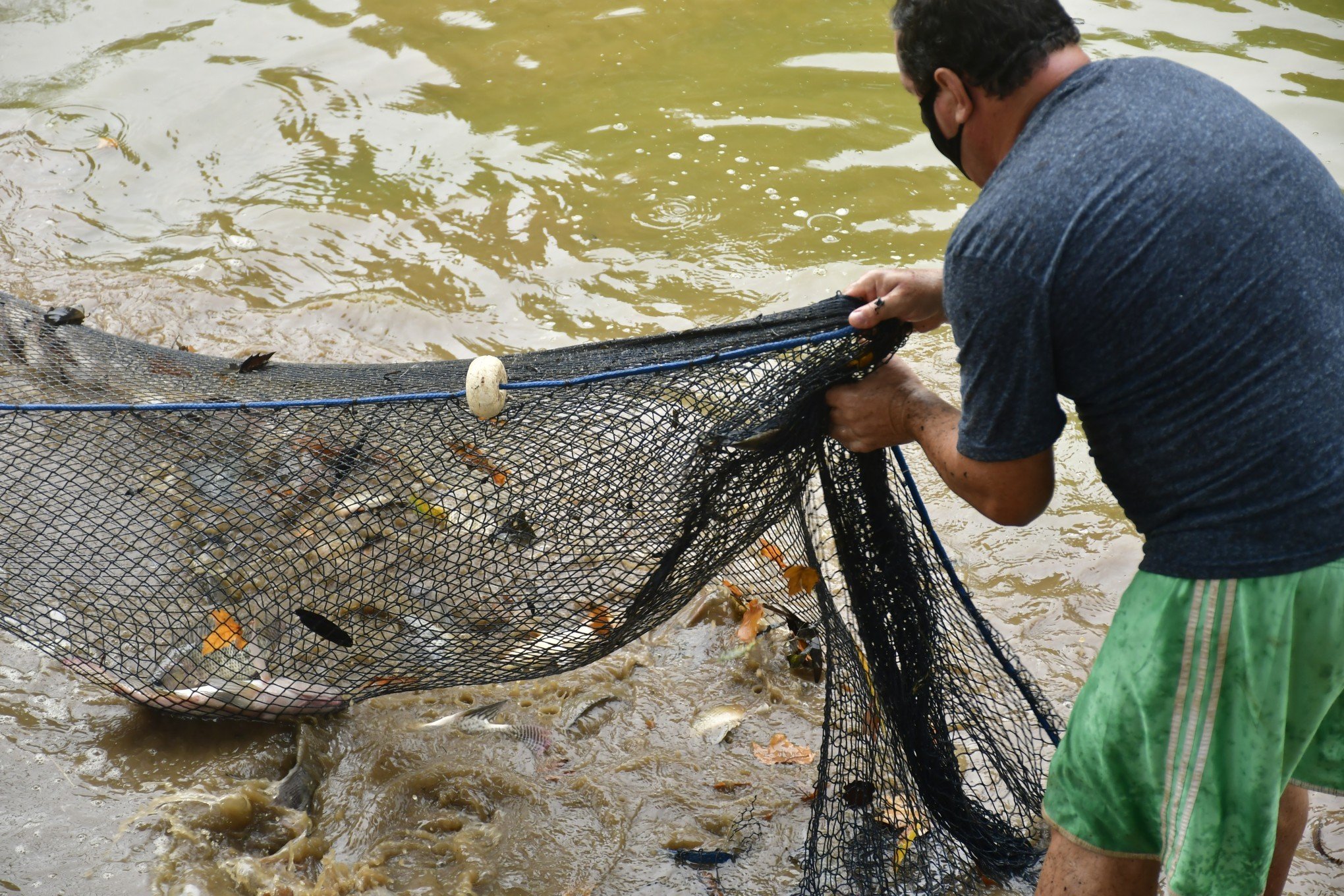 Pescado Novo