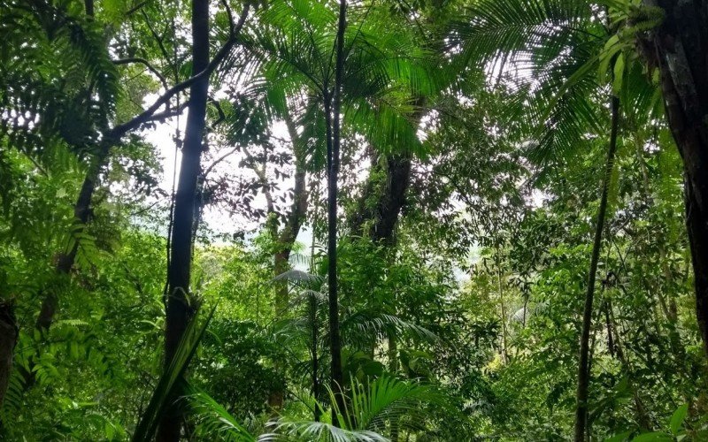 Menino de 6 anos reaparece após dias perdido em floresta; “milagre”, dizem policiais | abc+