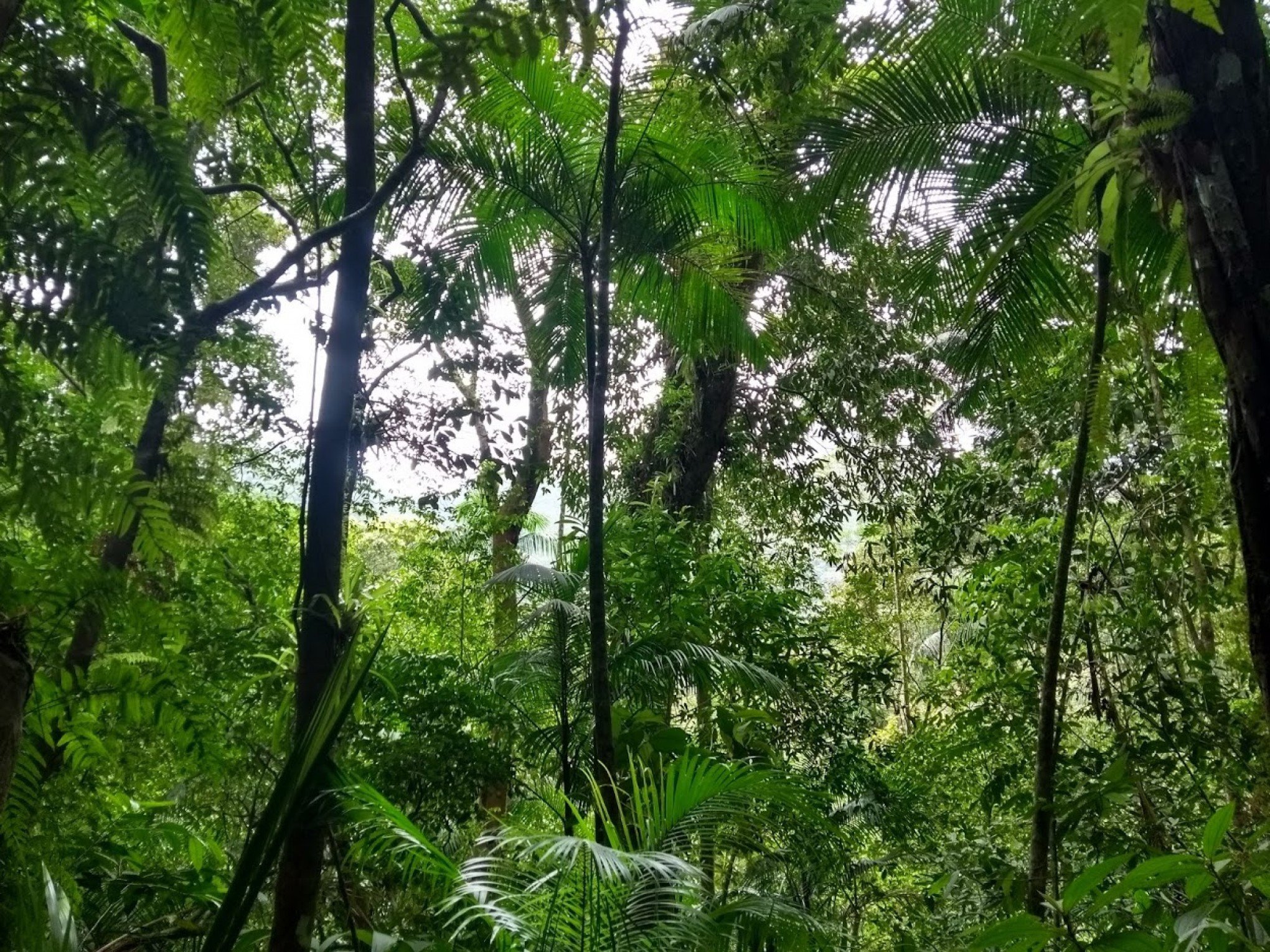 Menino de 6 anos reaparece após dias perdido em floresta; "milagre", dizem policiais