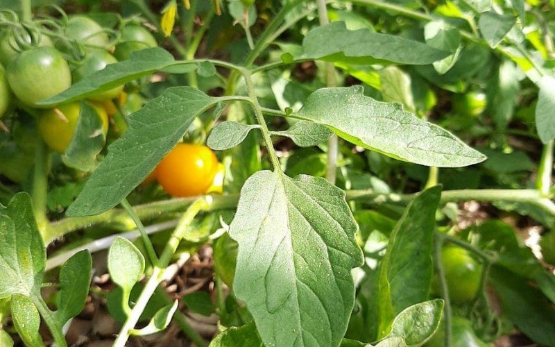 Estudo foi realizado com plantas de tomate e tabaco