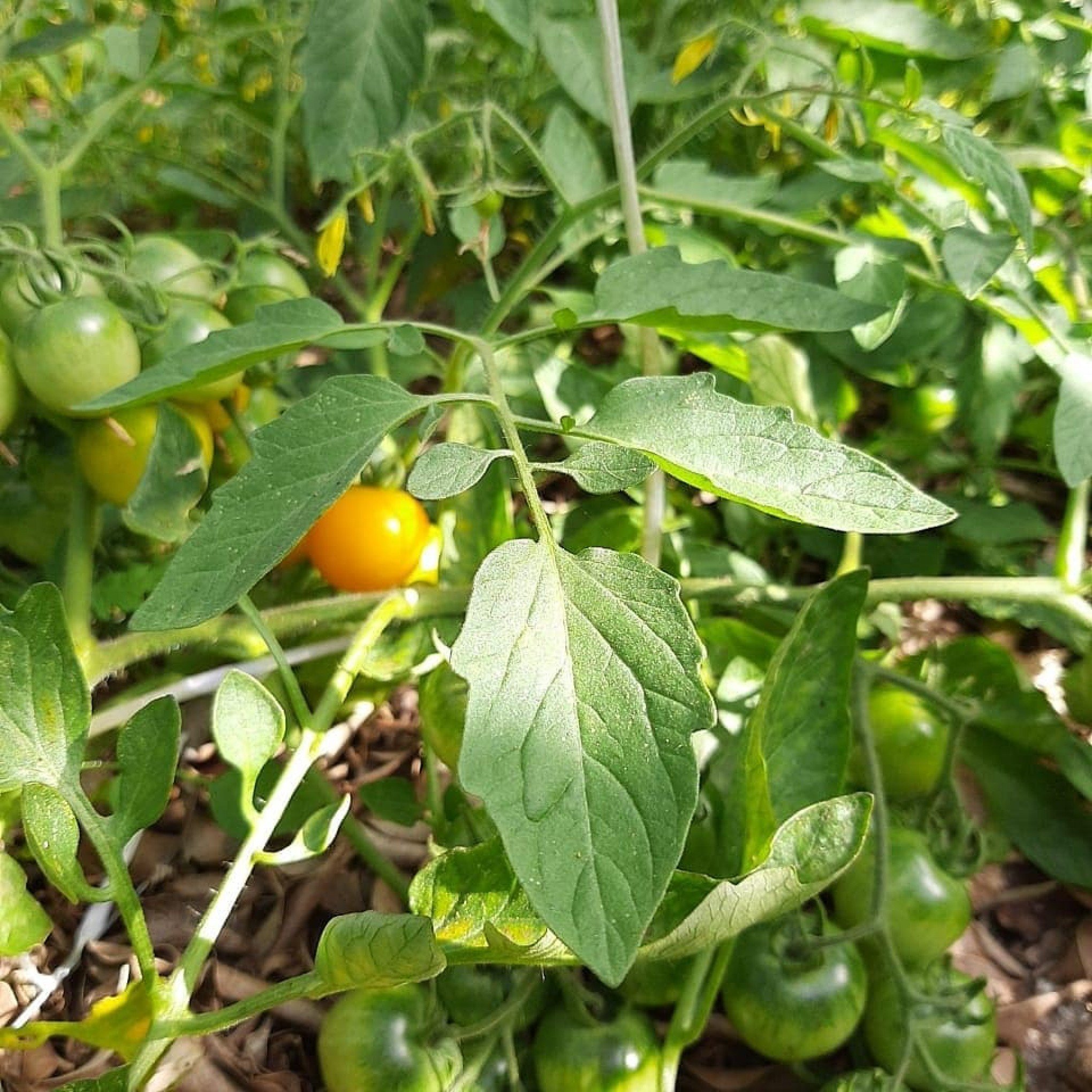 Cientistas afirmam que plantas estressadas choram e até gritam