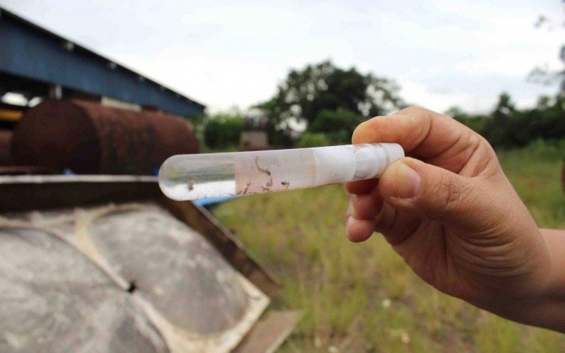 Fim da água parada é a maneira mais eficaz de colocar fim à multiplicação do mosquito | abc+