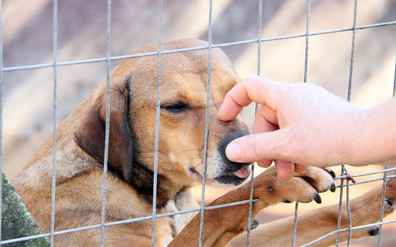 Esterilização ajuda na prevenção de doenças nos animais