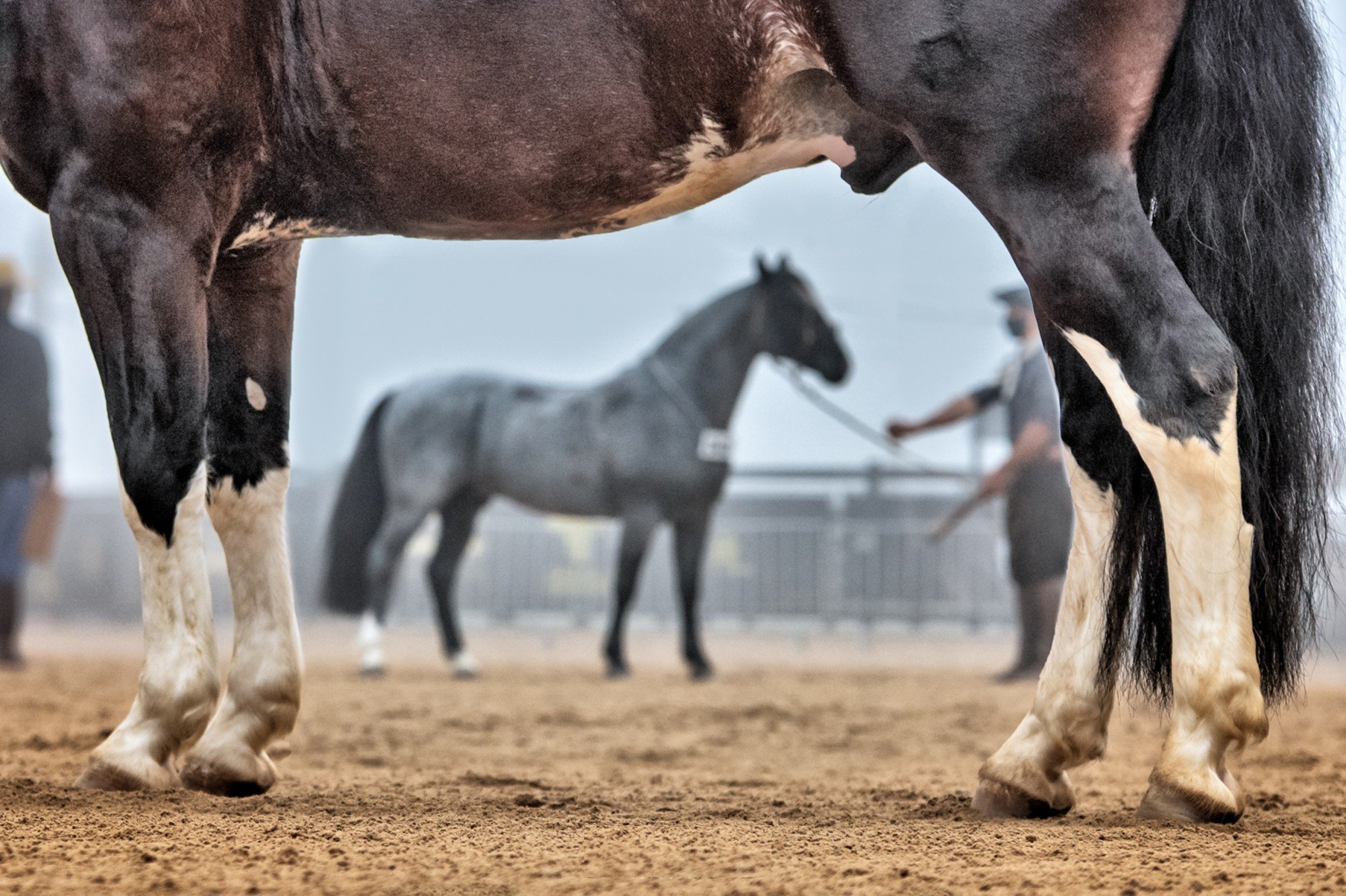 Em Busca do Cavalo Crioulo 