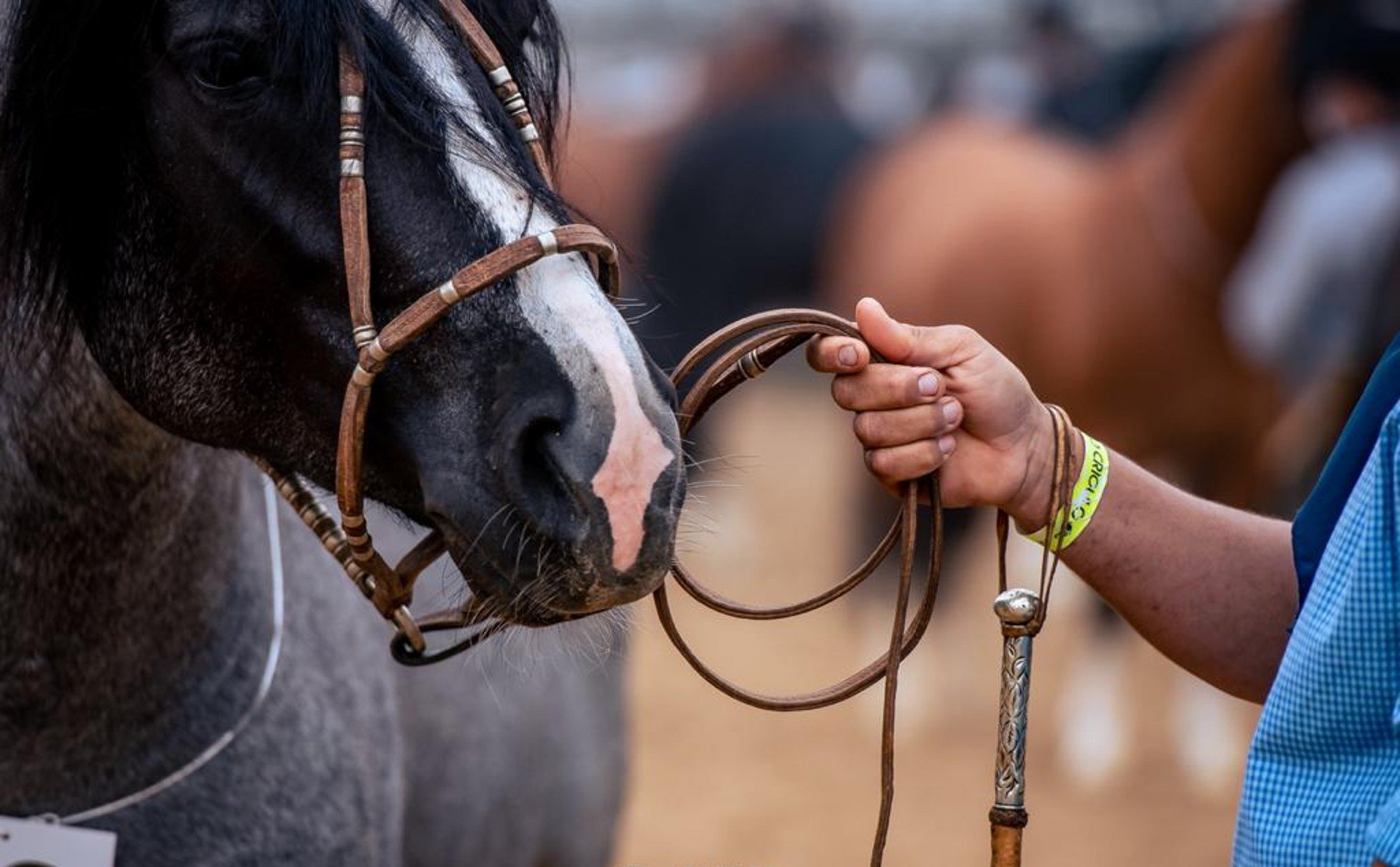 Em Busca do Cavalo Crioulo 