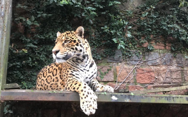 Onça Cheetos é um dos animais do zoo sapucaiense 