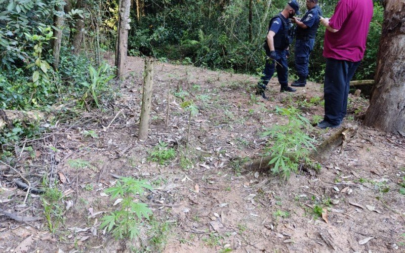 Pés da planta encontrados no local foram arrancados e incinerados 