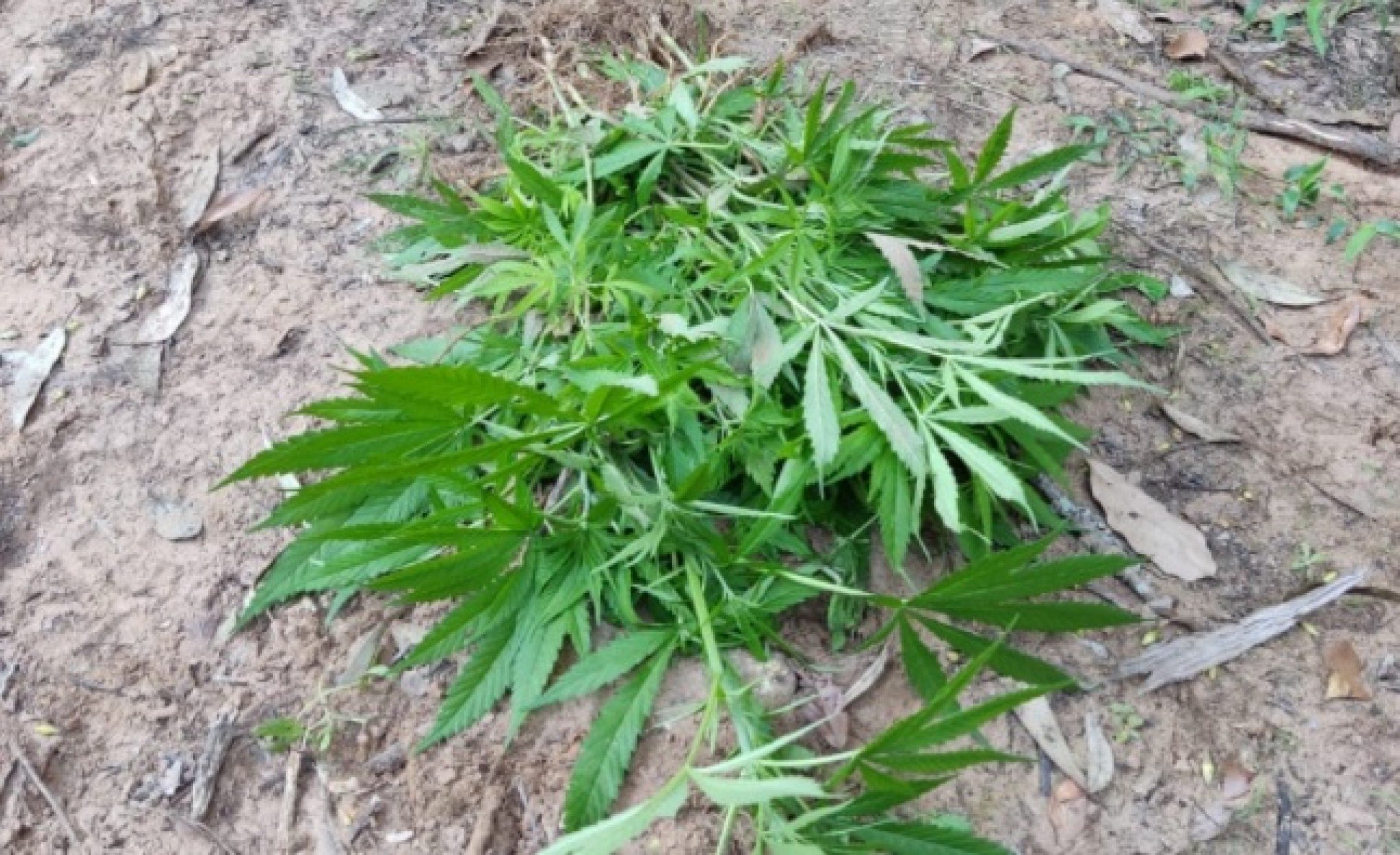 "Horta" de maconha era cultivada no Parque do Trabalhador