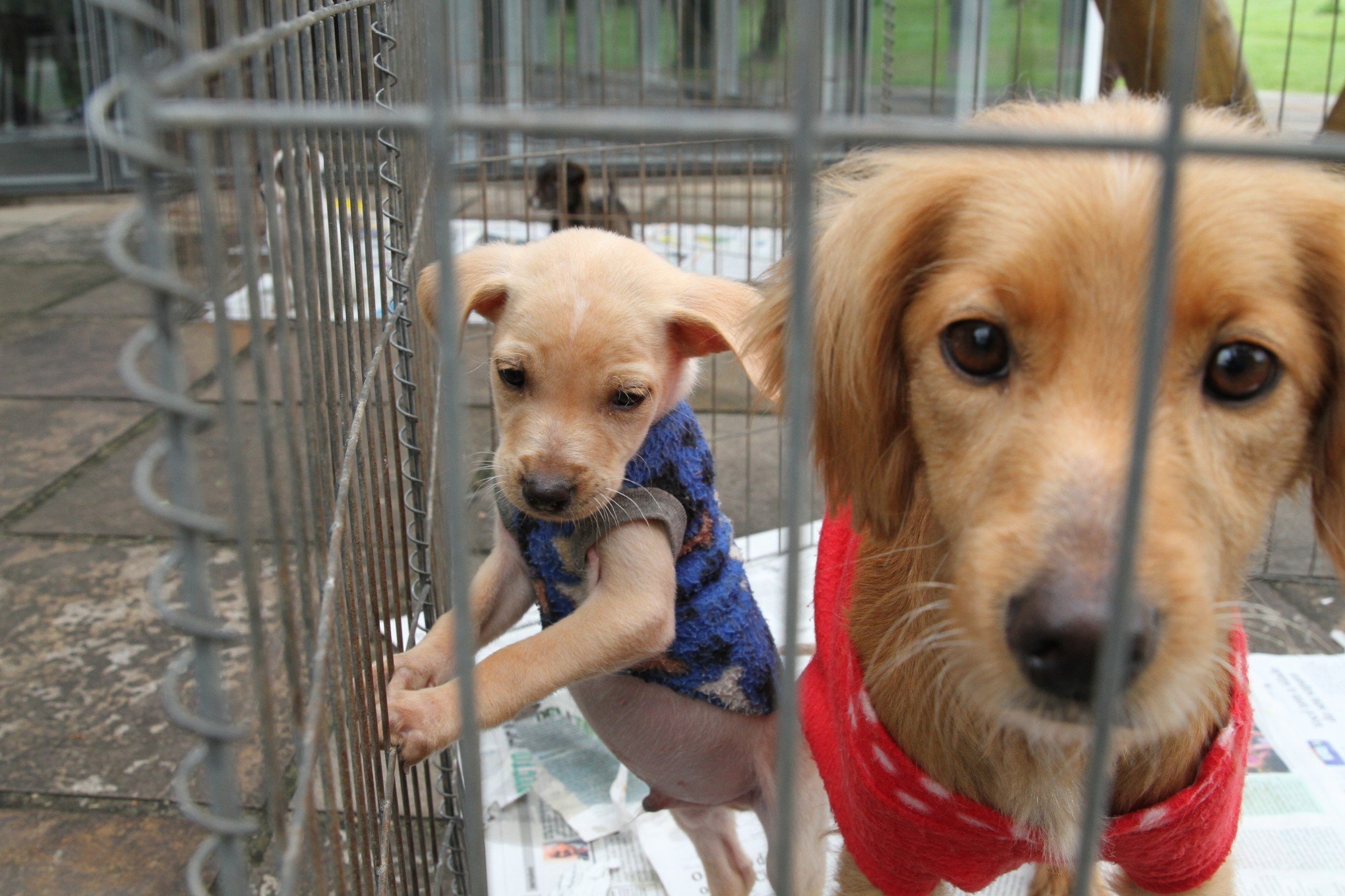 Aprovado projeto que obriga pet shops e clínicas veterinárias a divulgar adoção de animais