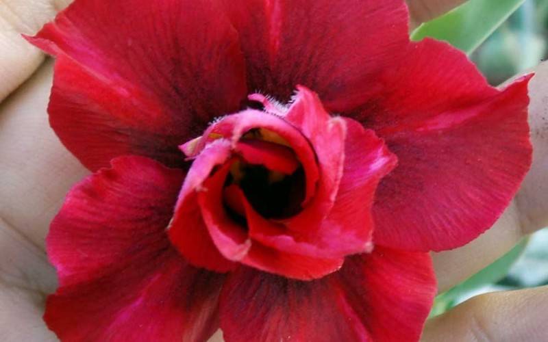 É primavera!': queridinhas do momento, as rosas do deserto ganham posto de  'nova orquídea' - Informe Publicitário - Jornal VS
