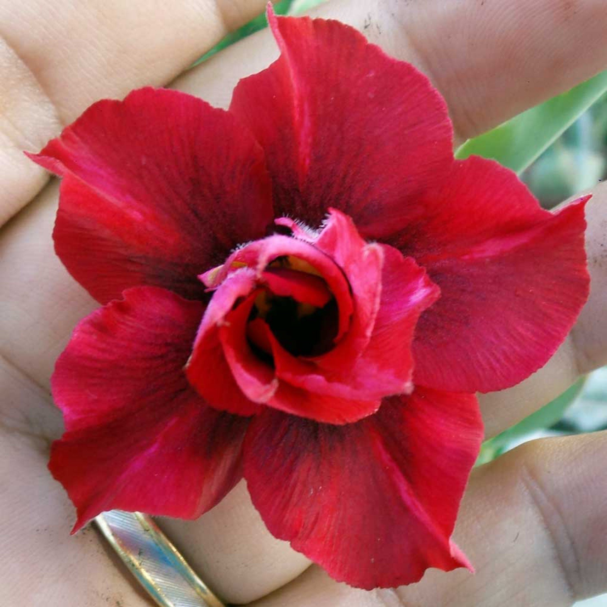 É primavera!': queridinhas do momento, as rosas do deserto ganham posto de  'nova orquídea' - Informe Publicitário - Correio de Gravataí