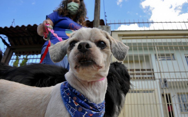 Conviver com animais de estimação pode levar diversos benefícios para a saúde do tutor | abc+