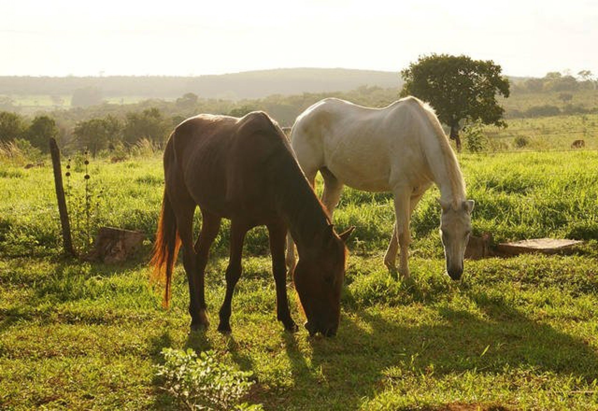 O Abate de Cavalos no Rio Grande do Sul