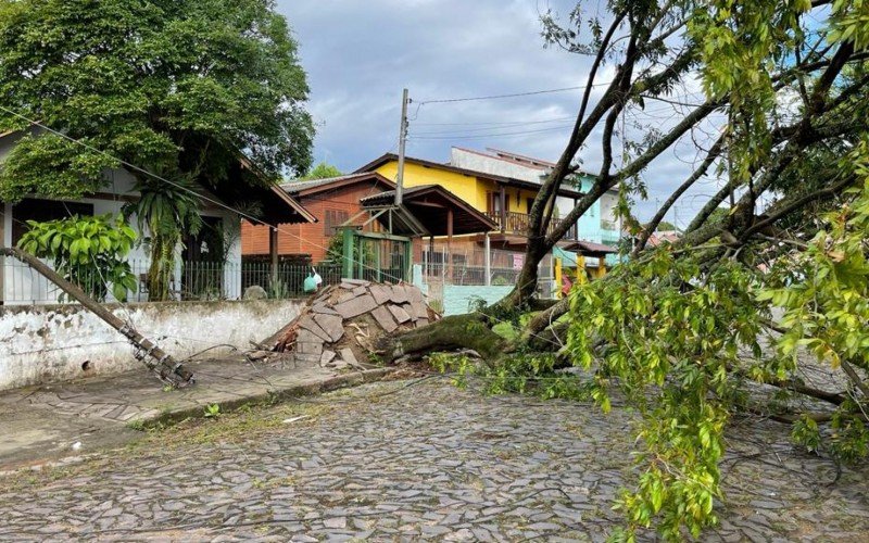 Queda de árvore na Rua José Dias, no bairro Jardim América, em São Leopoldo