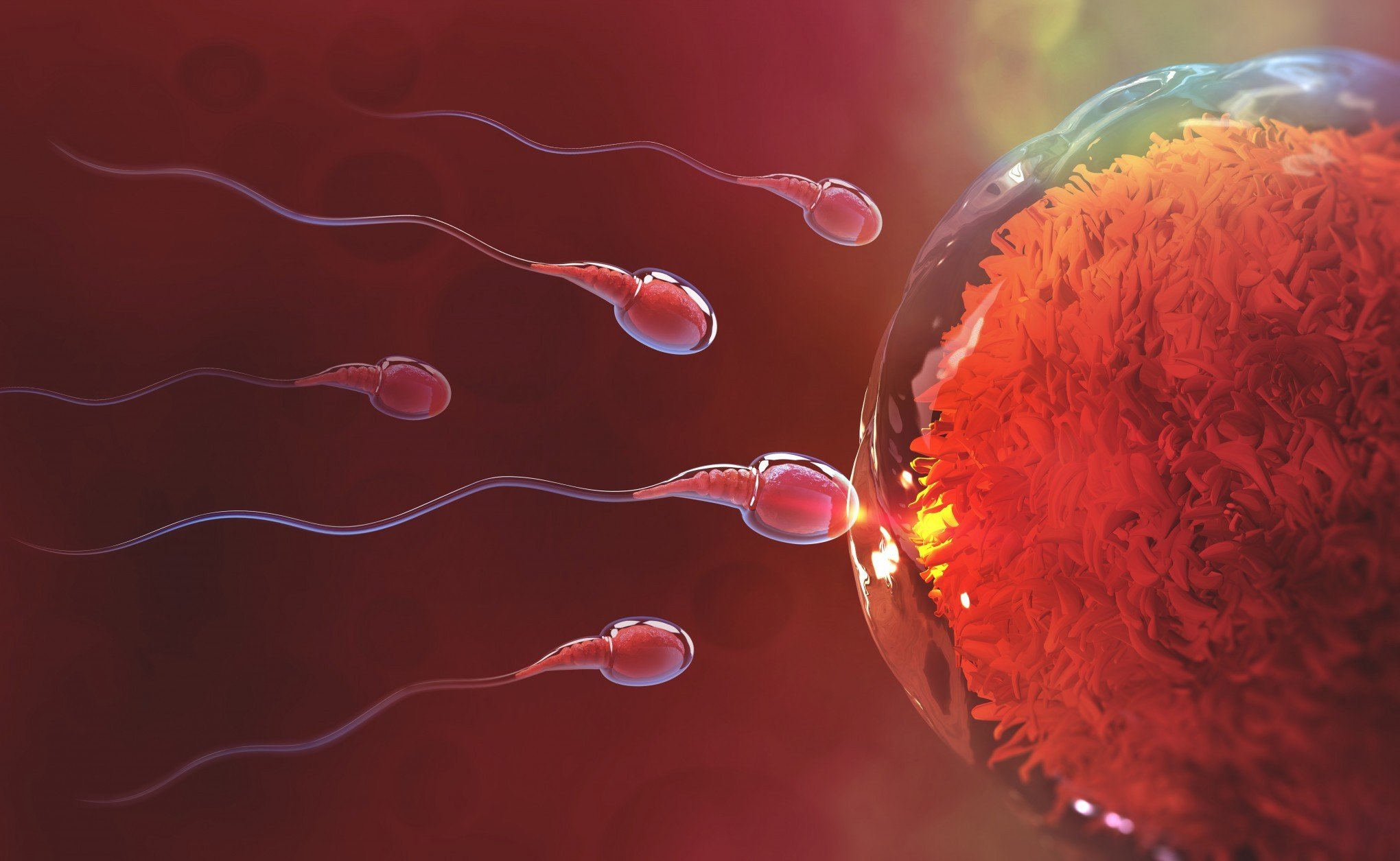 Covid-19 pode afetar a fertilidade masculina, aponta novo estudo
