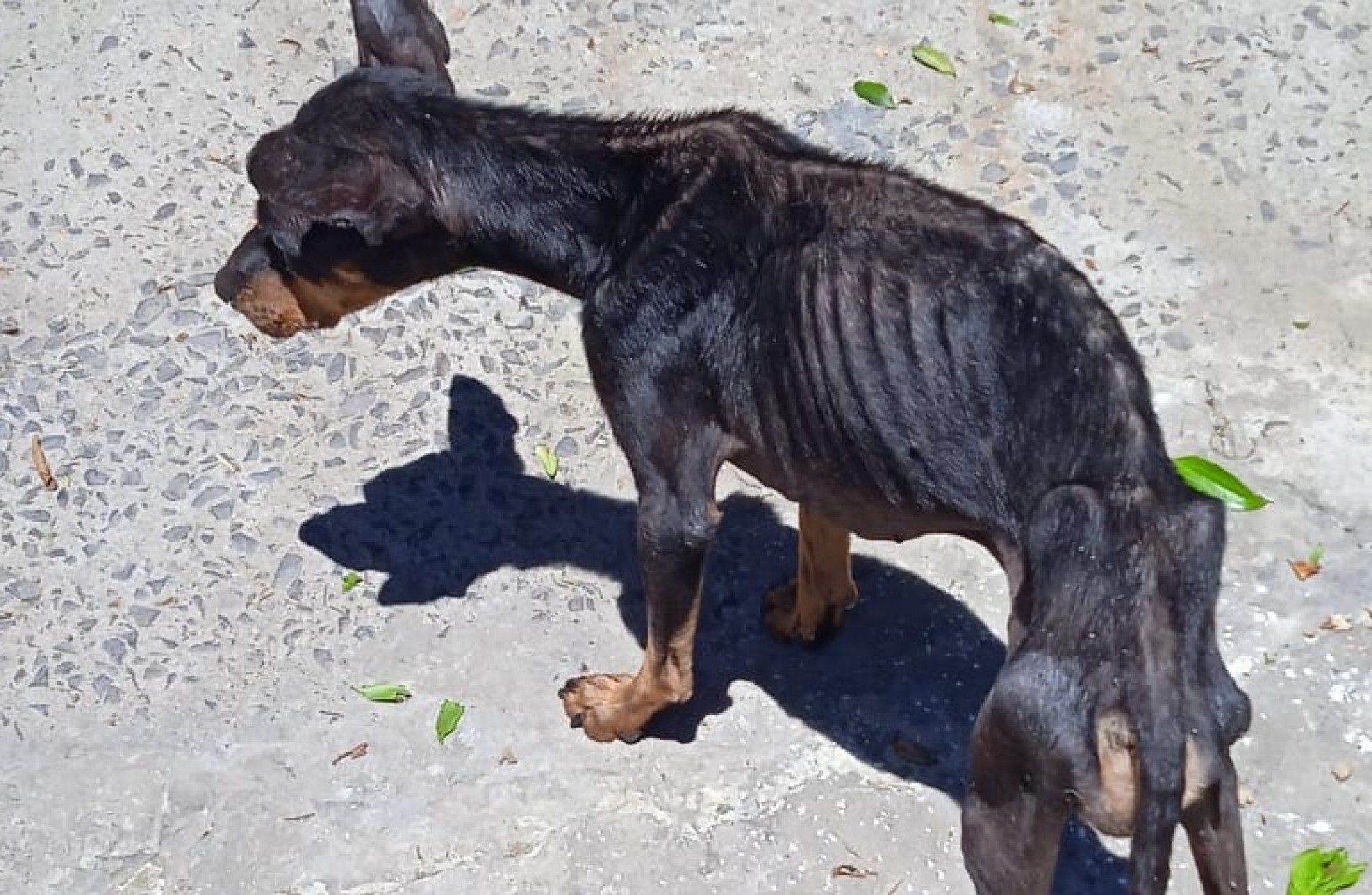 Evento gratuito vai debater a prevenção à crueldade contra os animais em São Leopoldo