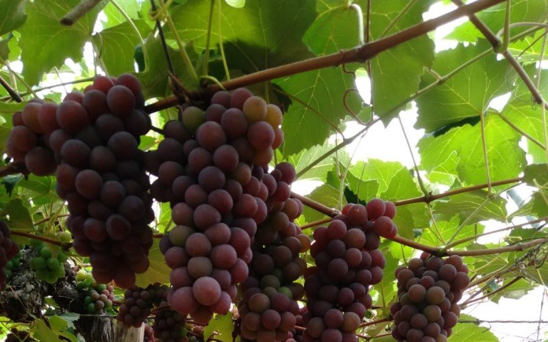 Tempo de vindima: clima favorece doçura da uva e produtores comemoram qualidade