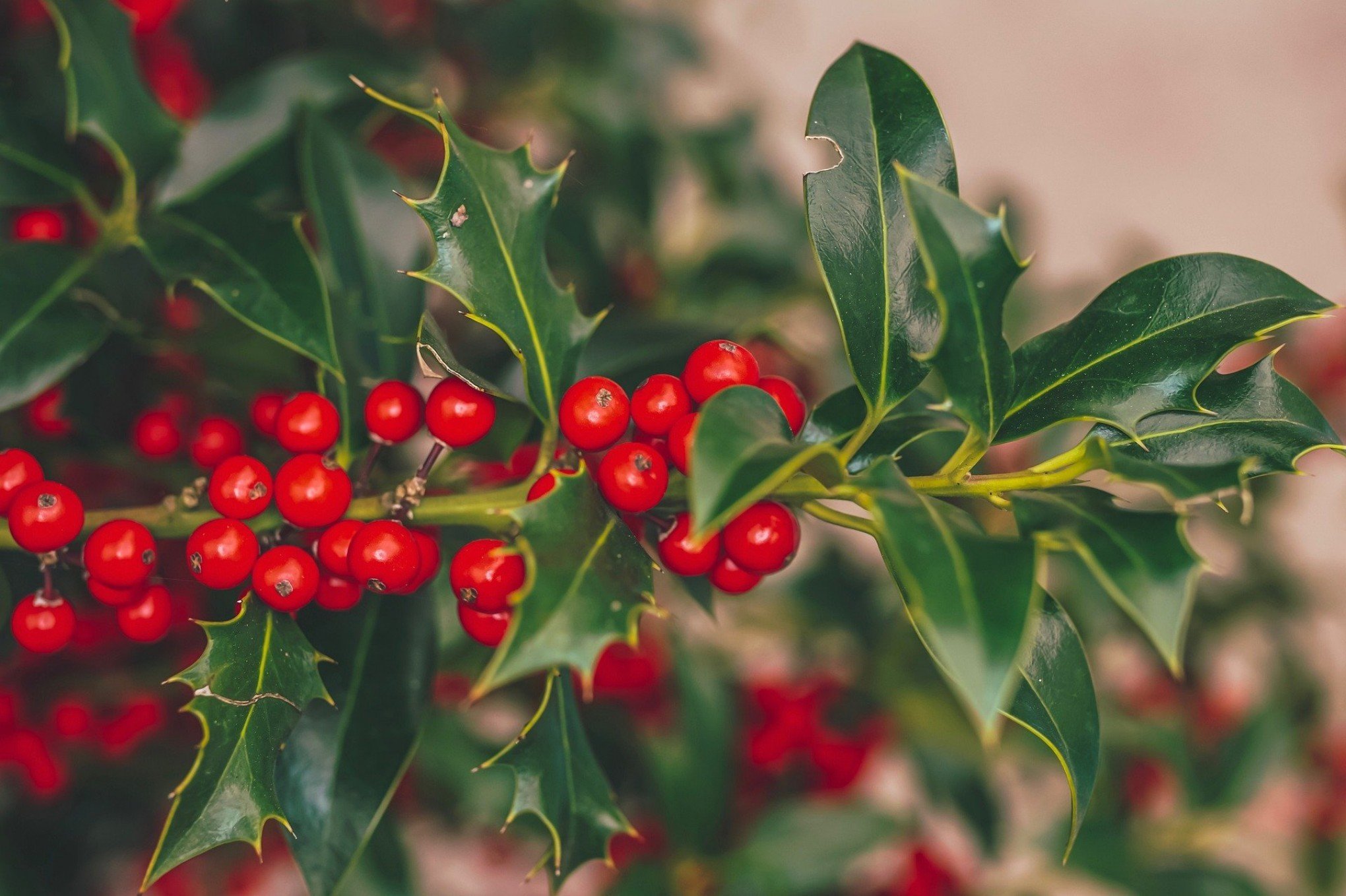 Árvore de natal em um vaso para plantas