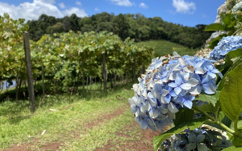 Céu azul marca presença neste começo de semana em Gramado