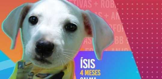 Inspirada no BBB, prefeitura do RS lança campanha ‘Big Dog Brasil’