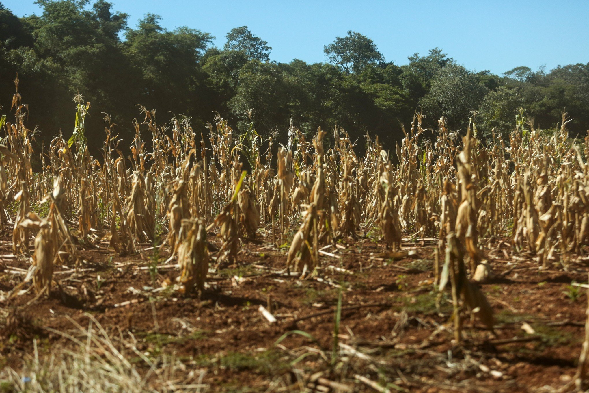 LA NIÑA: Chance de fenômeno na Primavera já supera 50%; veja os possíveis efeitos