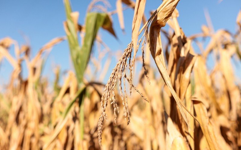 LA NIÑA: Saiba se o fenômeno que aumenta risco de estiagem pode retornar após pico do El Niño | abc+