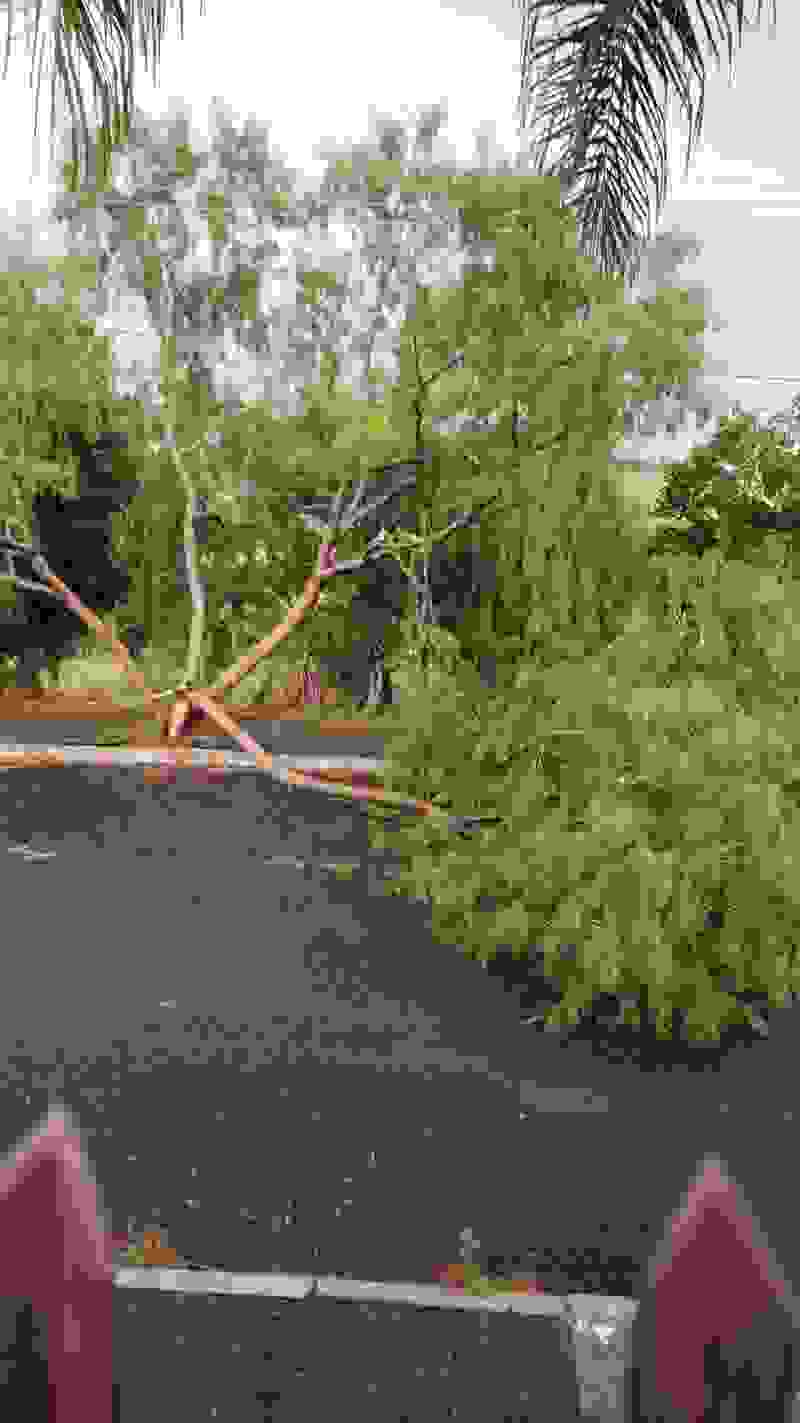Árvore caída na Rua Orlando Müller, bairro Boa Saúde, Novo Hamburgo