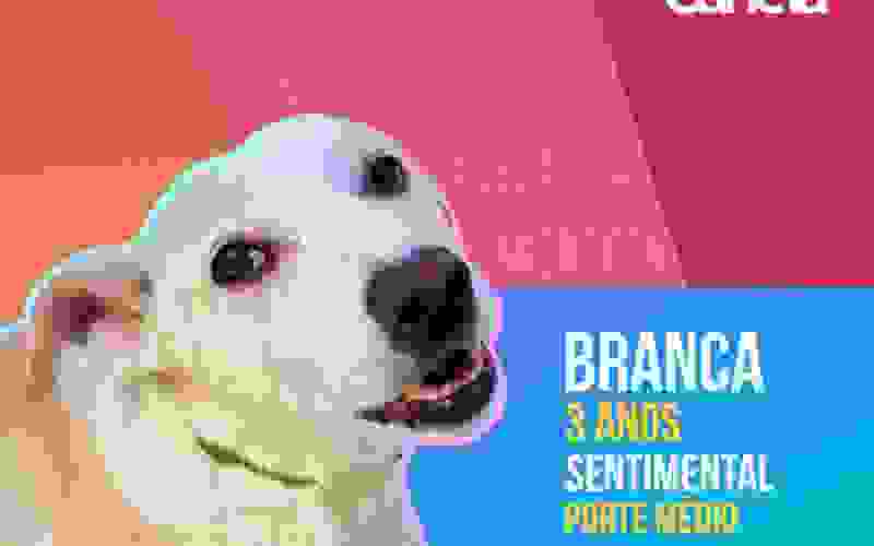 Big Dog Canela é campanha para adotar cães inspirada no reality show