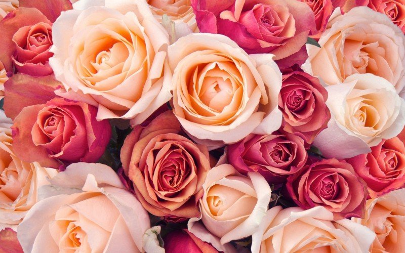 Rosas são a principal opção para presentear com flores