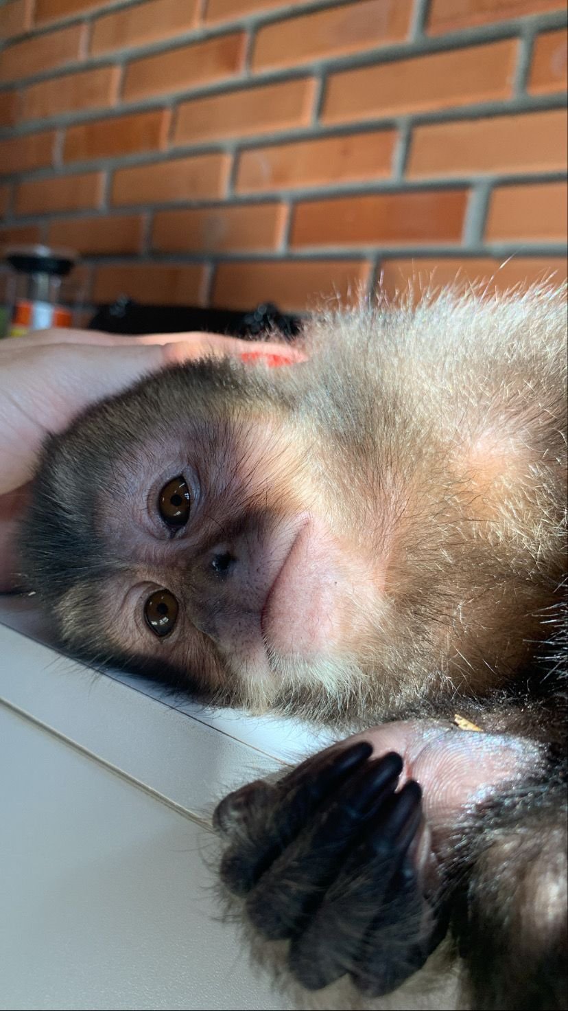 Filhote de macaco-prego é resgatado de cativeiro em Caraguatatuba