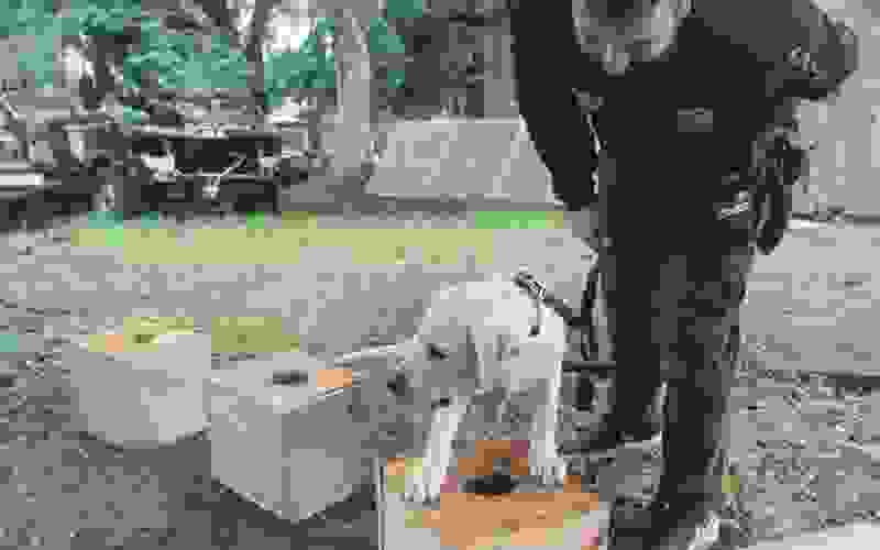 Labradora retriever Themis é aspirante a cão de faro da Polícia Civil leopoldense