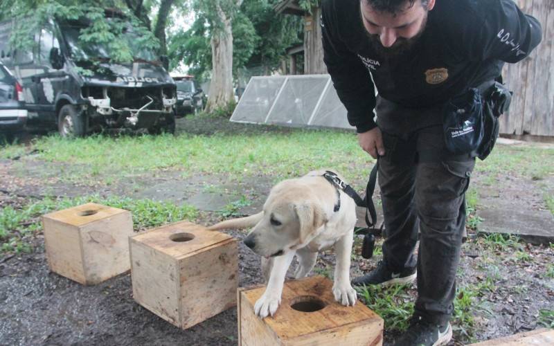 Labrador retriever Themis est un aspirant chien renifleur de la police civile léopoldienne