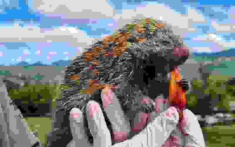 Ouriço comendo pinhão no Gramadozoo