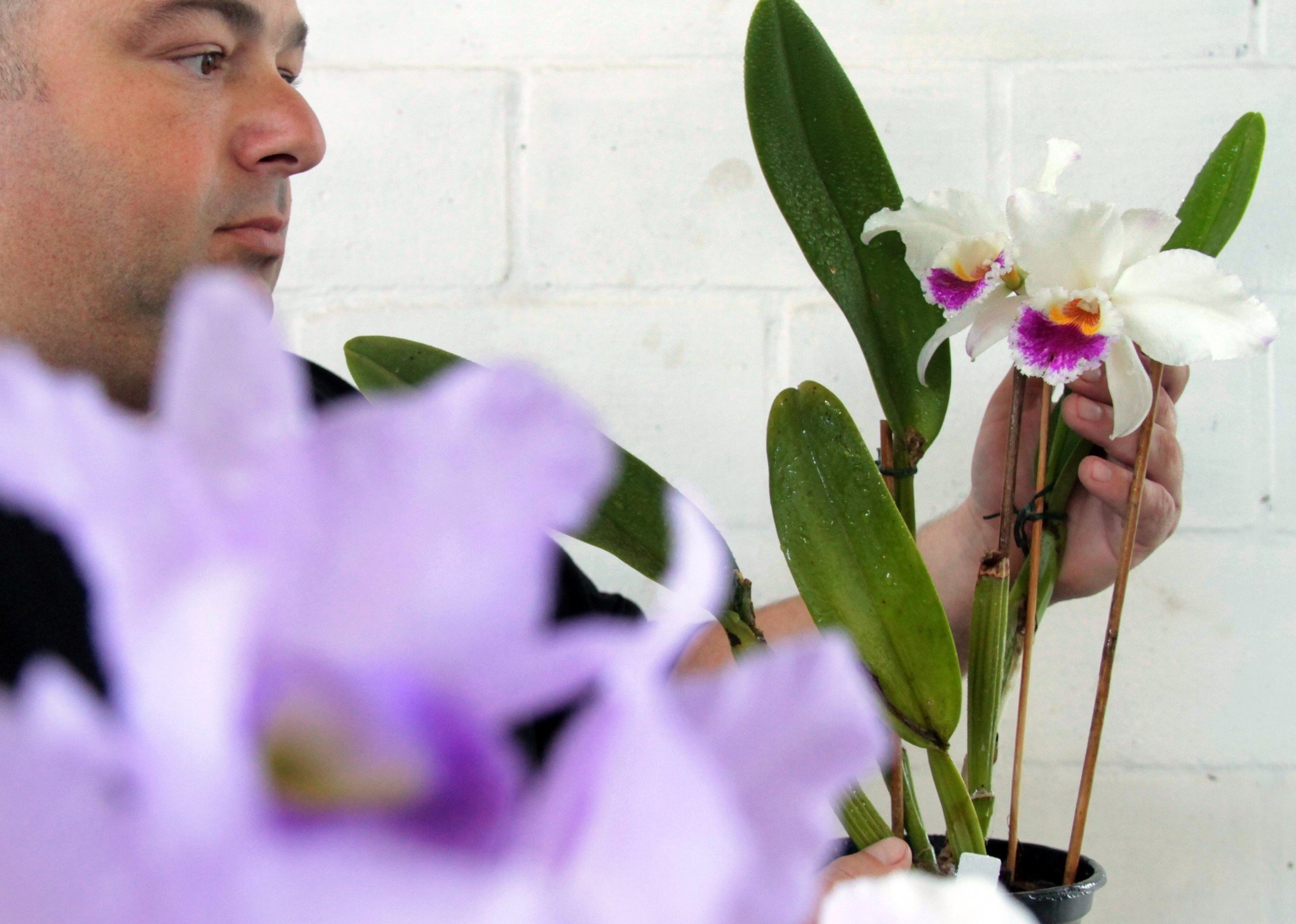Mostra das Orquídeas será no próximo final de semana em São Sebastião do  Caí - Região - Jornal NH