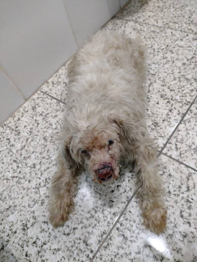 Un caniche salió para atención veterinaria el sábado
