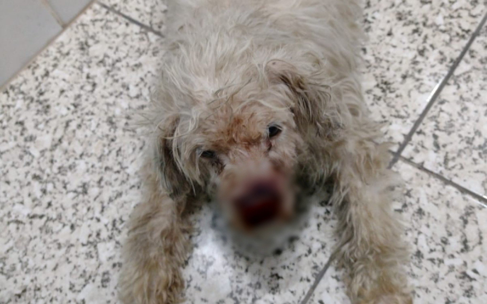 La policía busca al dueño de un perro herido abandonado en una granja en New Hamburg – región