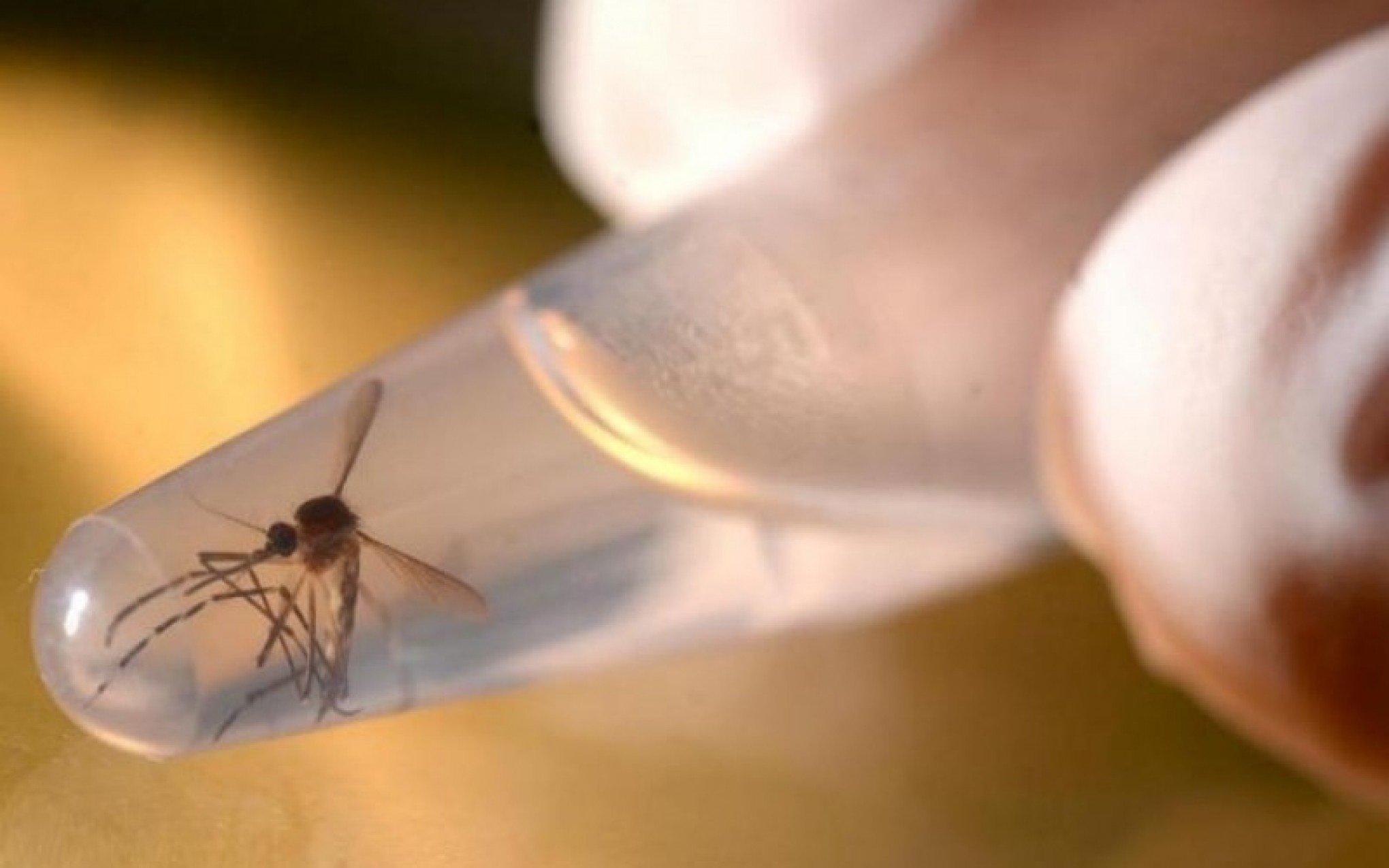 Mortes por dengue chegam a 14 no RS; idosos são as principais vítimas