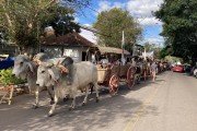 Na Carreteada da Lomba Grande, a tradição vai a bordo do carro de boi
