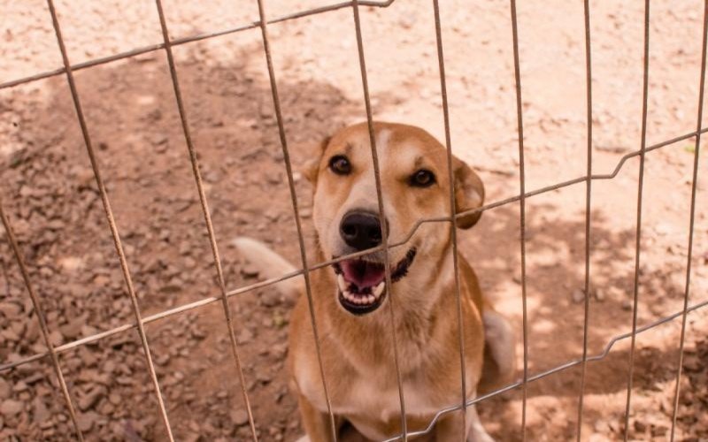 Cães podem ser castrados de forma gratuita
