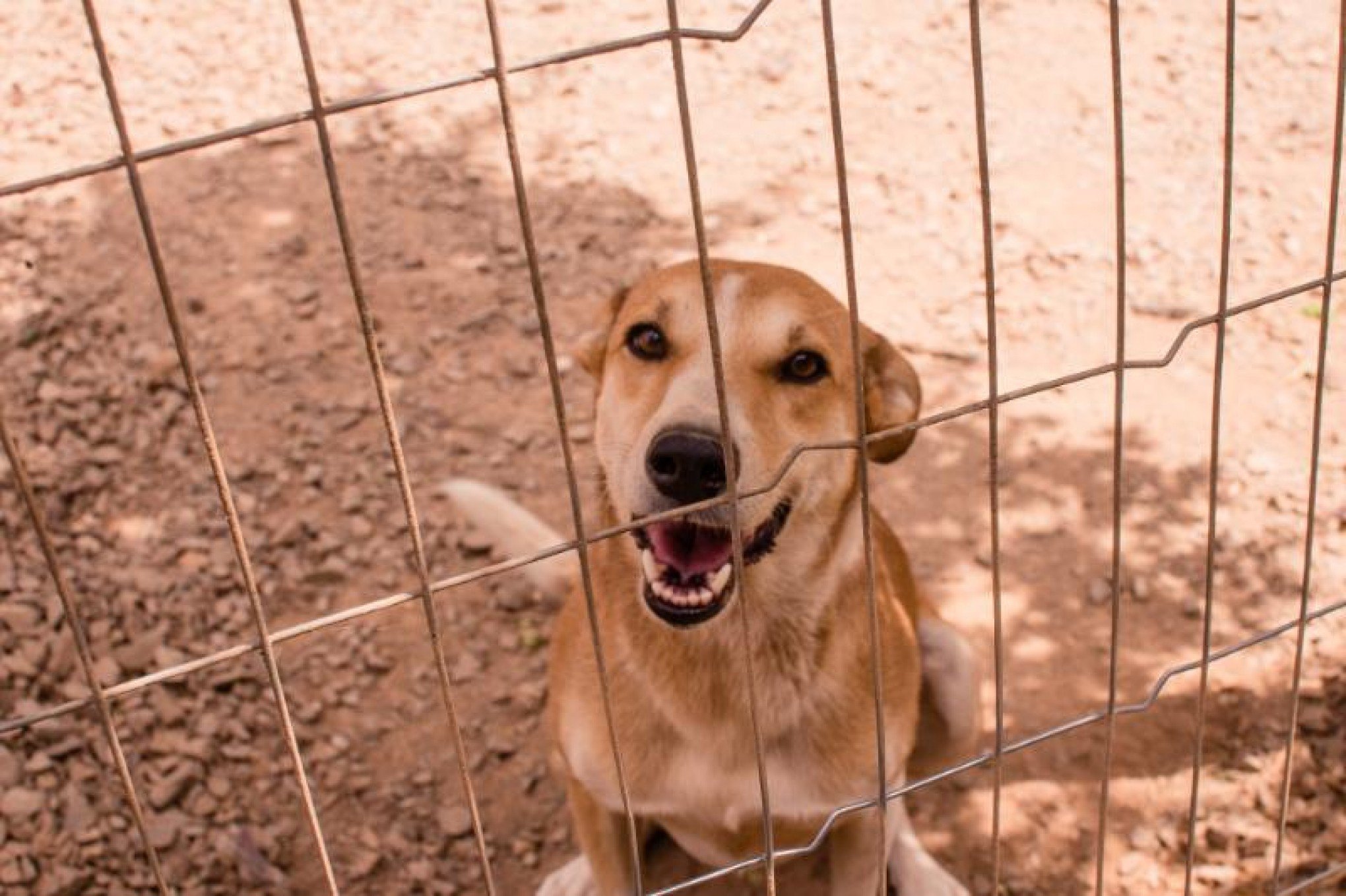 Prefeitura de Nova Petrópolis abre cadastro para castração de cães e gatos; saiba como se inscrever