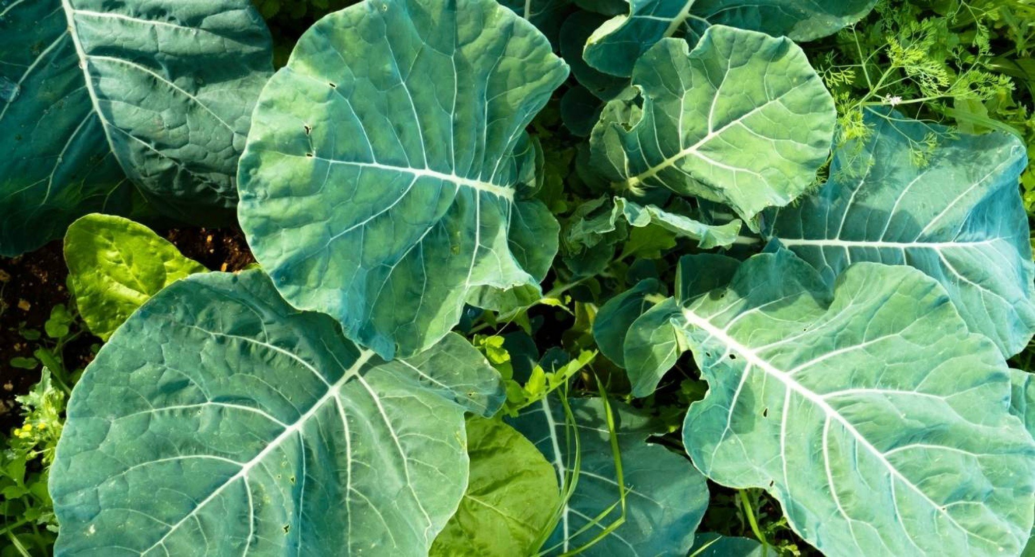 Planta tóxica confundida com couve deixa família inteira em estado grave