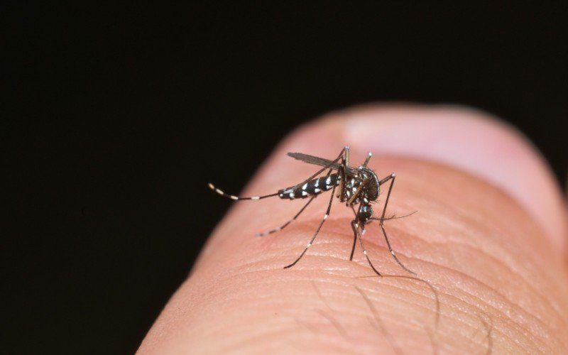  RS chega a 60 mortes por dengue em 2024  | abc+