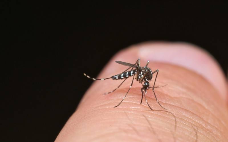 Aedes aegypti-Mücke, die für die Übertragung des Dengue-Fiebers verantwortlich ist