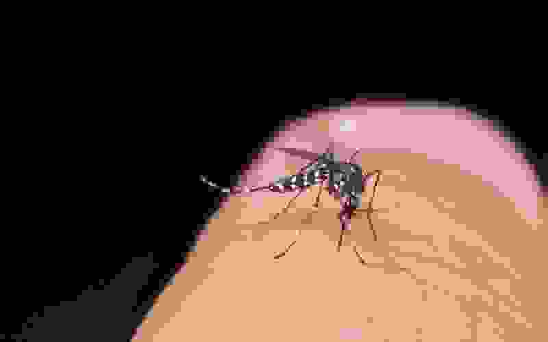 Mosquito Aedes aegypti, responsável por transmitir a dengue