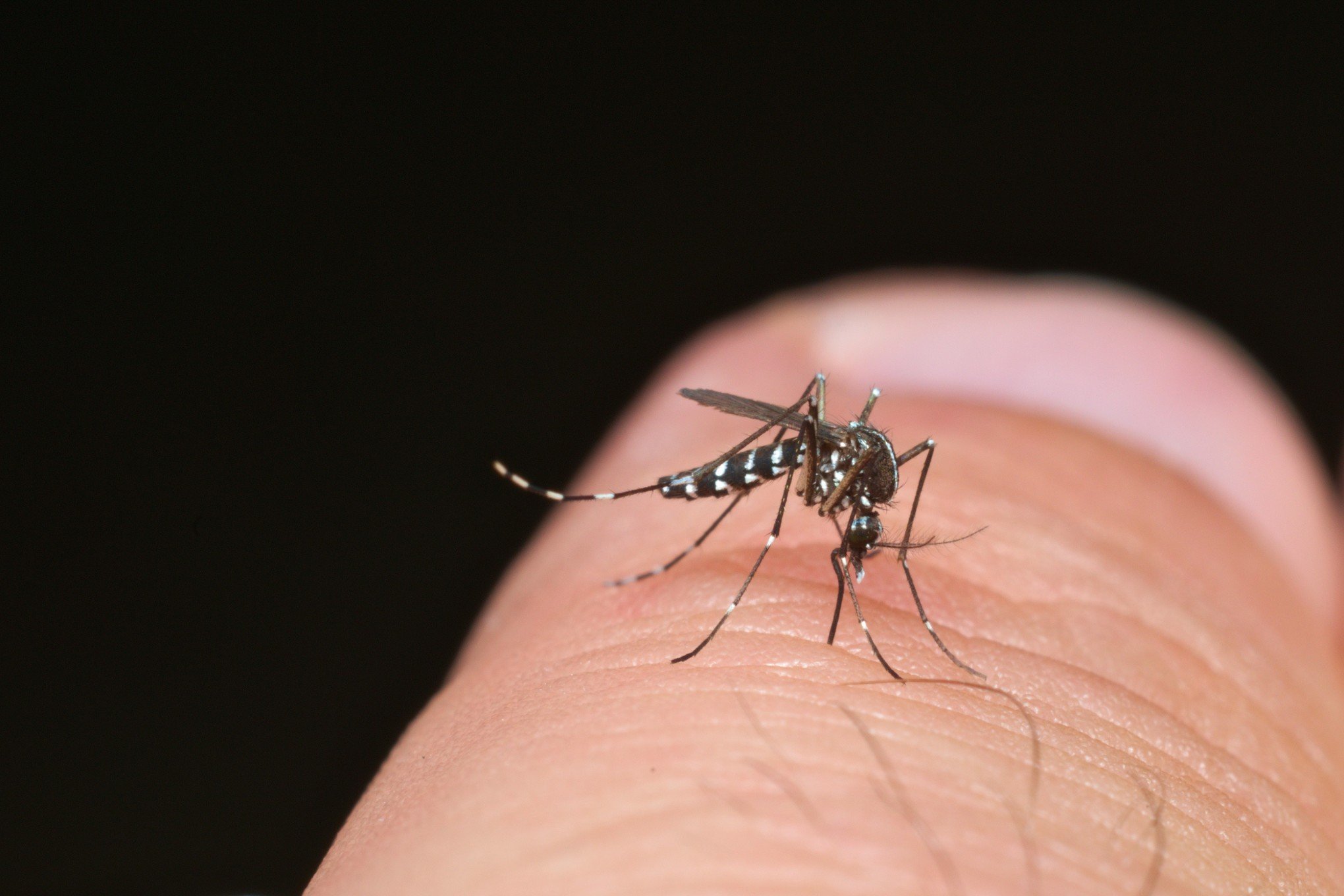 Por que a dengue pode provocar a morte de uma pessoa - País - Jornal NH