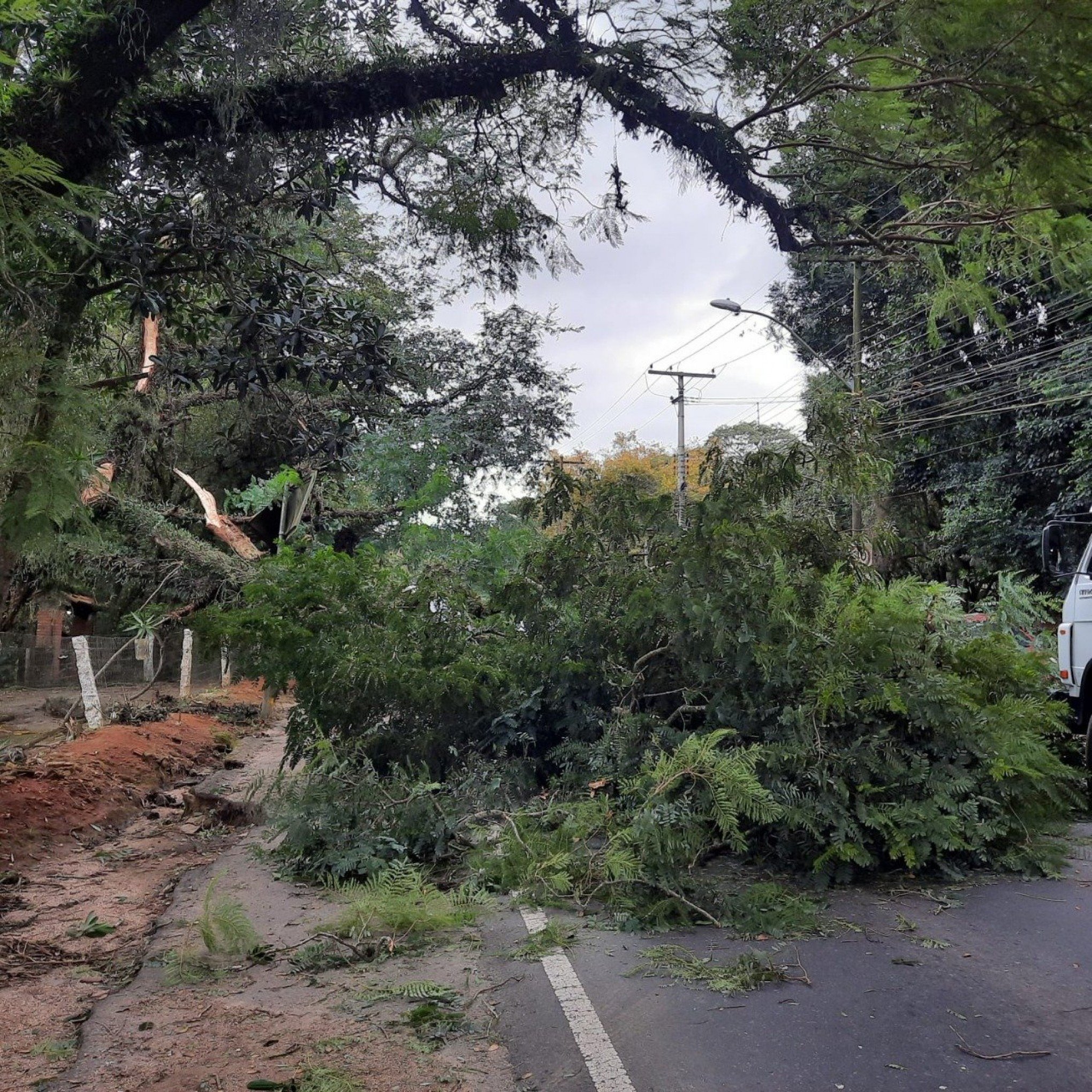 FOTOS: vento provoca queda de árvores, falta de energia elétrica e