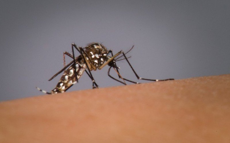 Mosquito Aedes aegypti é o transmissor da dengue