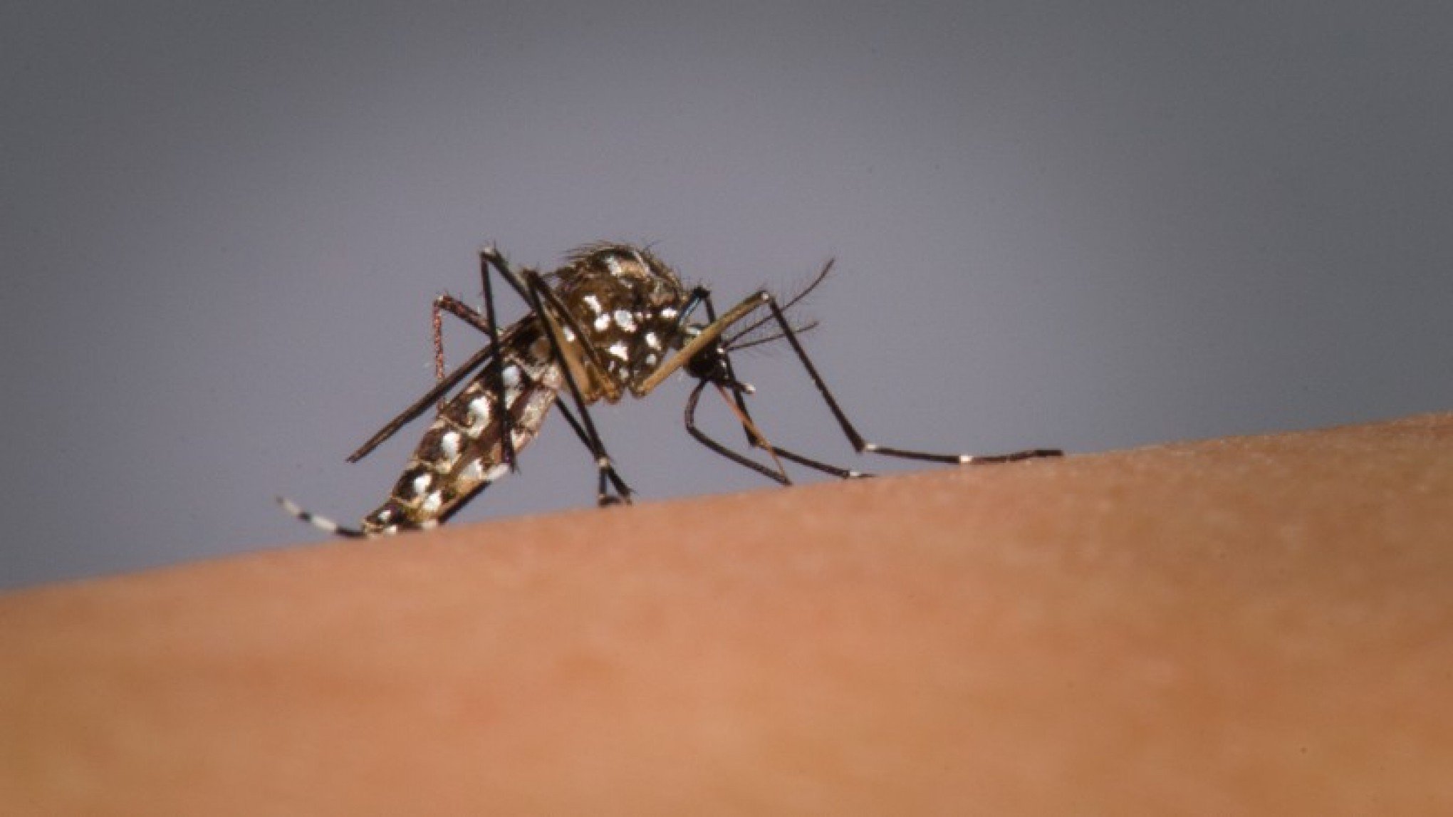 Vale do Sinos já soma mais de 1,5 mil casos de dengue