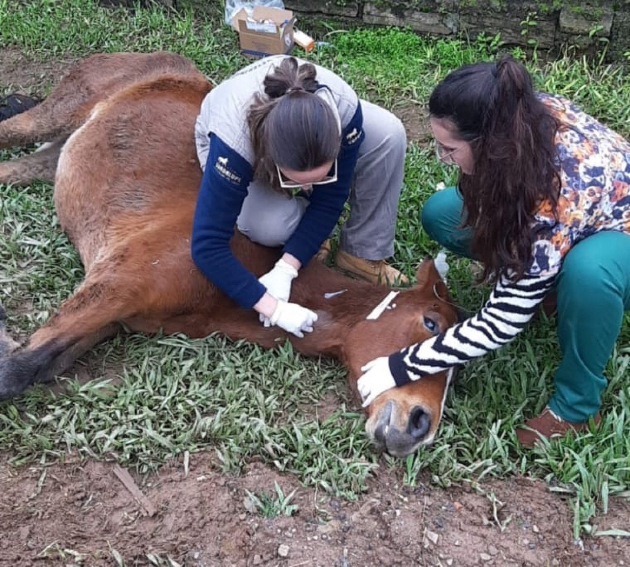 Cavalo vítima de maus-tratos é sacrificado em Maceió - Alagoas 24